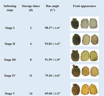 Elucidation of pineapple softening based on cell wall polysaccharides degradation during storage